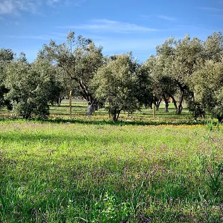 מלון Alacati Barbarossa 3*