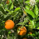 Alacati Barbarossa